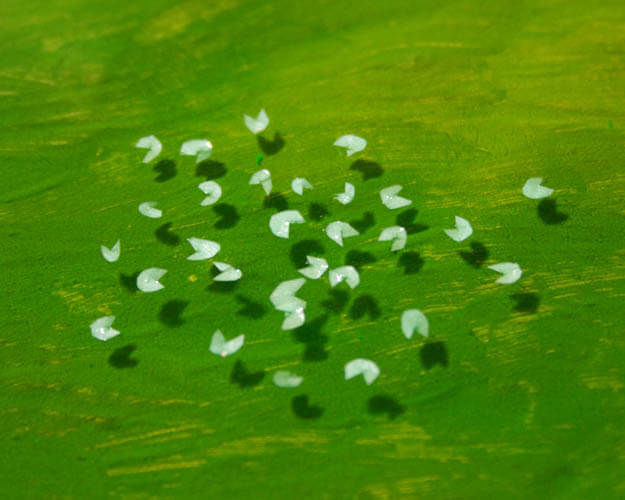 Make Lily Pads for a Pond