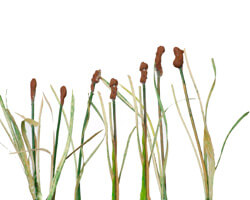 How to make cattails for your layout